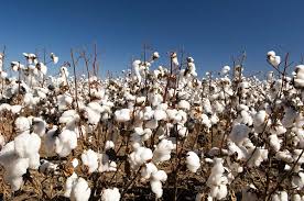 US cotton lint market set for steady growth through 2035