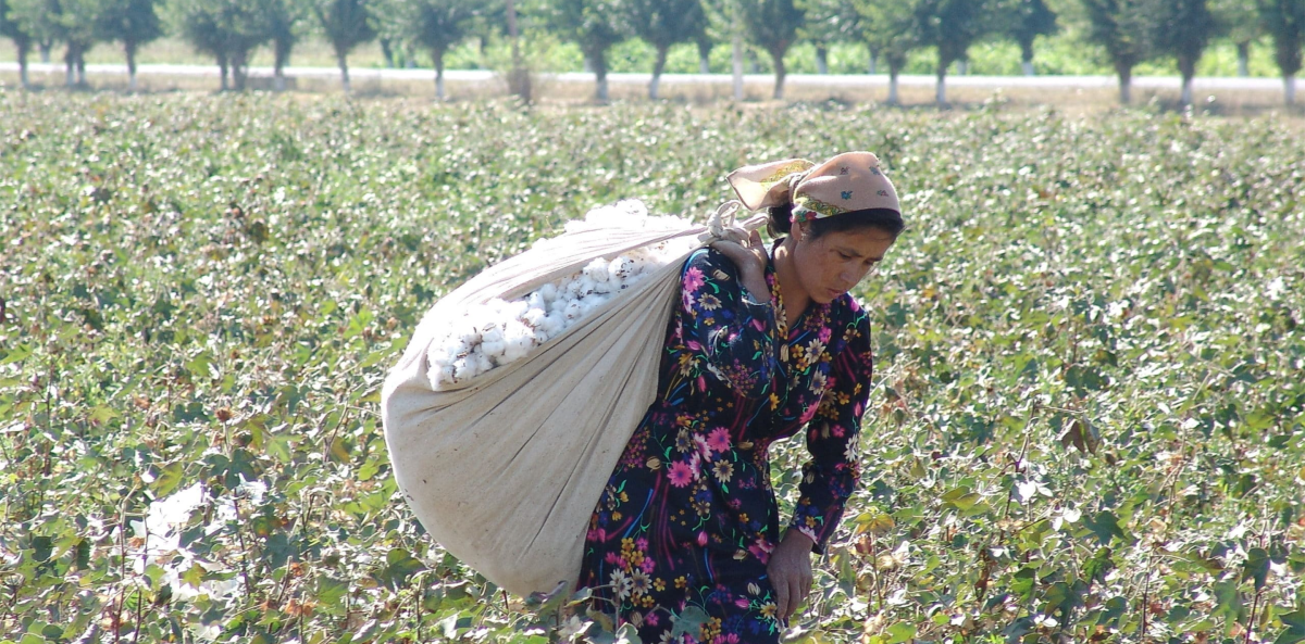 Uzbekistan overhauls cotton industry with new decree
