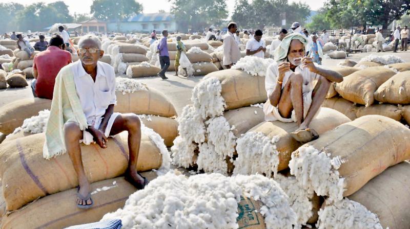 Warangal cotton market sees record procurement despite weather challenges