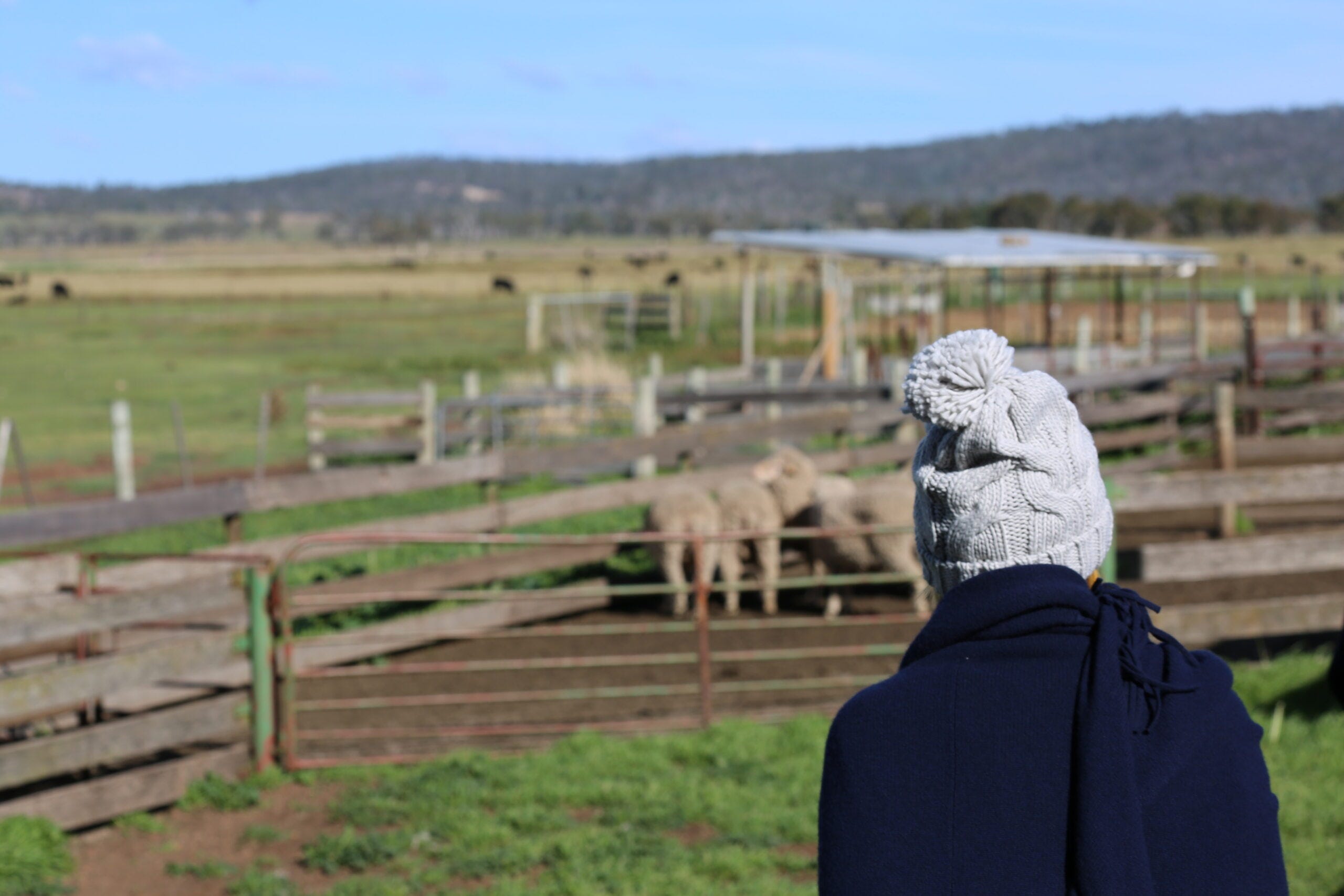 Wool industry's forward pricing faces scrutiny amid falling farmer interest
