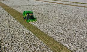 Xinjiang cotton exports soar despite US sanctions, fuelled by tech revolution