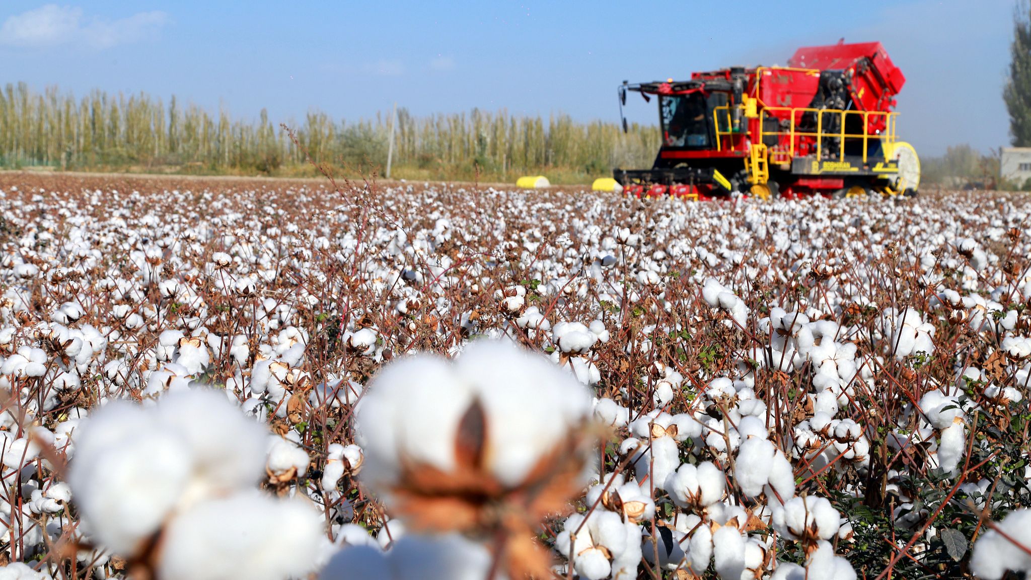 Xinjiang sets new cotton harvest record at 11,154 kg per hectare