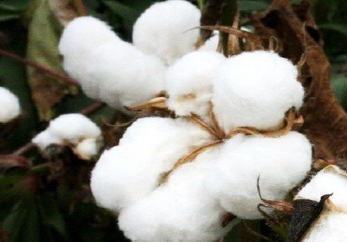 04_Maharashtra_procures_44_lakh_quintals_of_cotton_at_MSP_assures_continued_support