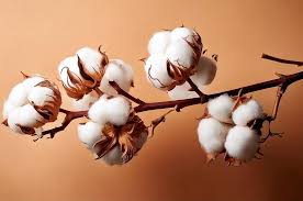 April_1_news-ICE_cotton_gains_for_second_session_on_strong_shipments_weak_US_dollar