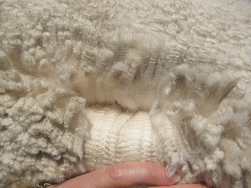 April_2_news-ASEAN_alpaca_fiber_market_to_reach_320.4_million_by_2035_amid_rising_demand_for_sustainable_textiles