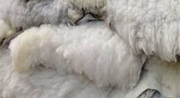 Australian_wool_market_gains_as_Merino_fleece_prices_rise