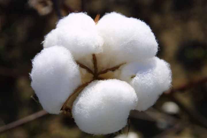 Budget_snubs_textiles-_raw_cotton_polyester_unchanged