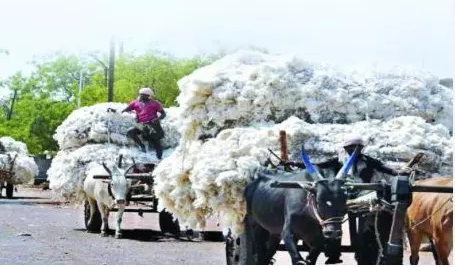 CCI_procures_40.37_lakh_bales_of_cotton_in_Telangana_benefiting_nine_lakh_farmers