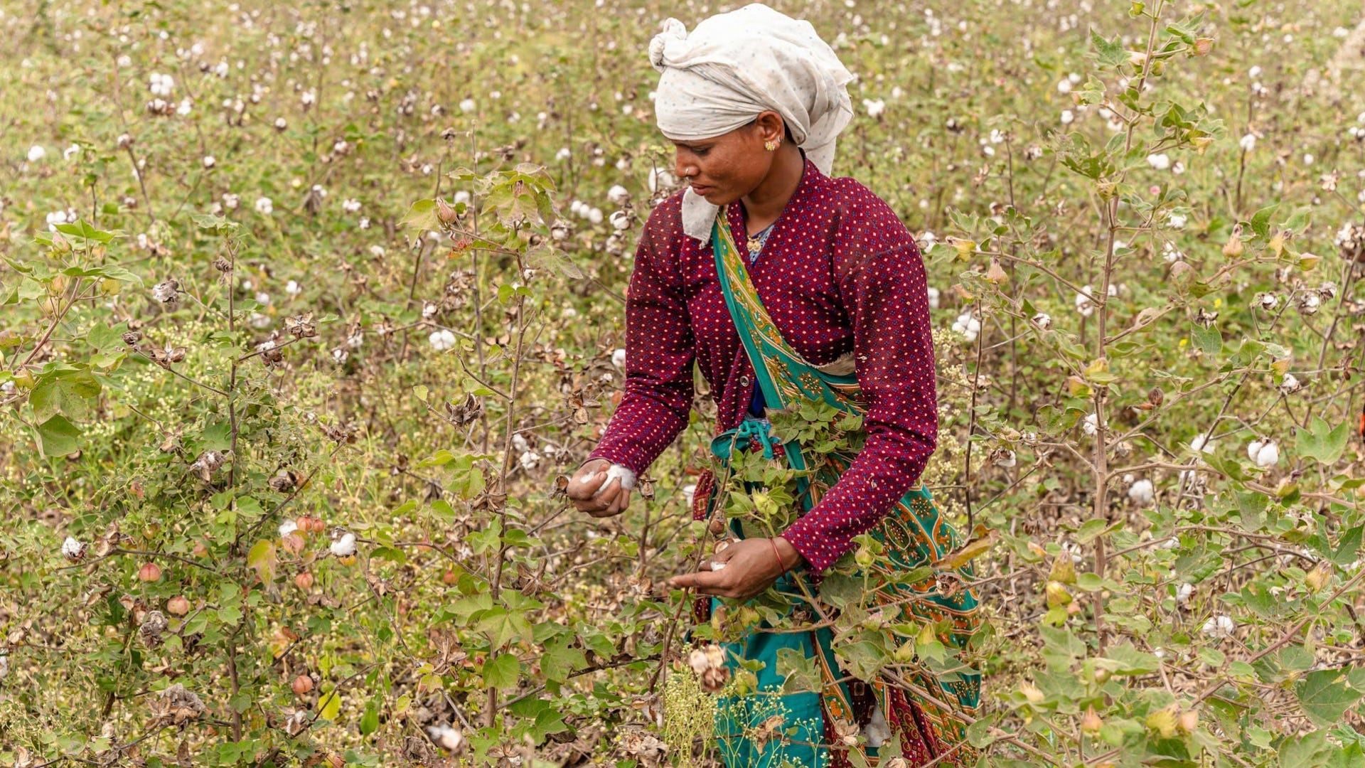 CITI_partners_ILO_to_improve_labour_standards_in_cotton_production