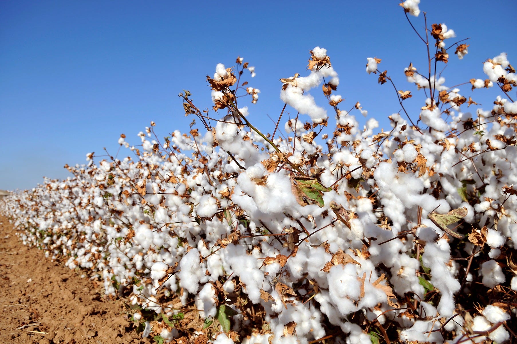 Cotton_futures_present_contrarian_opportunity_ahead_of_Spring_2025