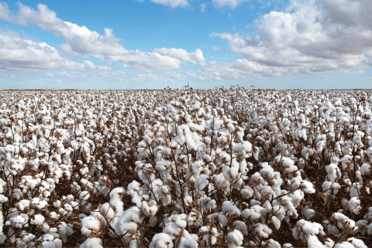 Cotton_industry_boosts_biosecurity_with_PHA_partnership