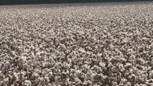 Cotton_rebounds_as_tariff_panic_fades__December_futures_eye_75_cents