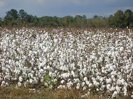 Cotton_sector_seeks_value_addition_for_farmer_profit