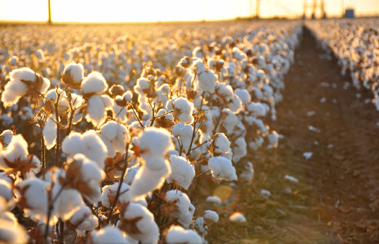 Egyptian_cotton_1