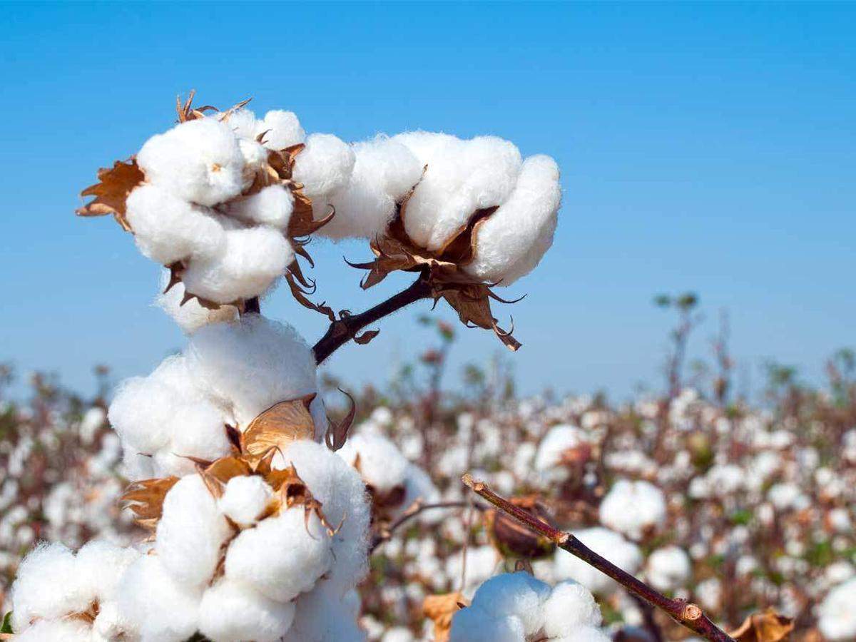 Feature_Stories-Cotton_in_Crisis_MSP_woes_1