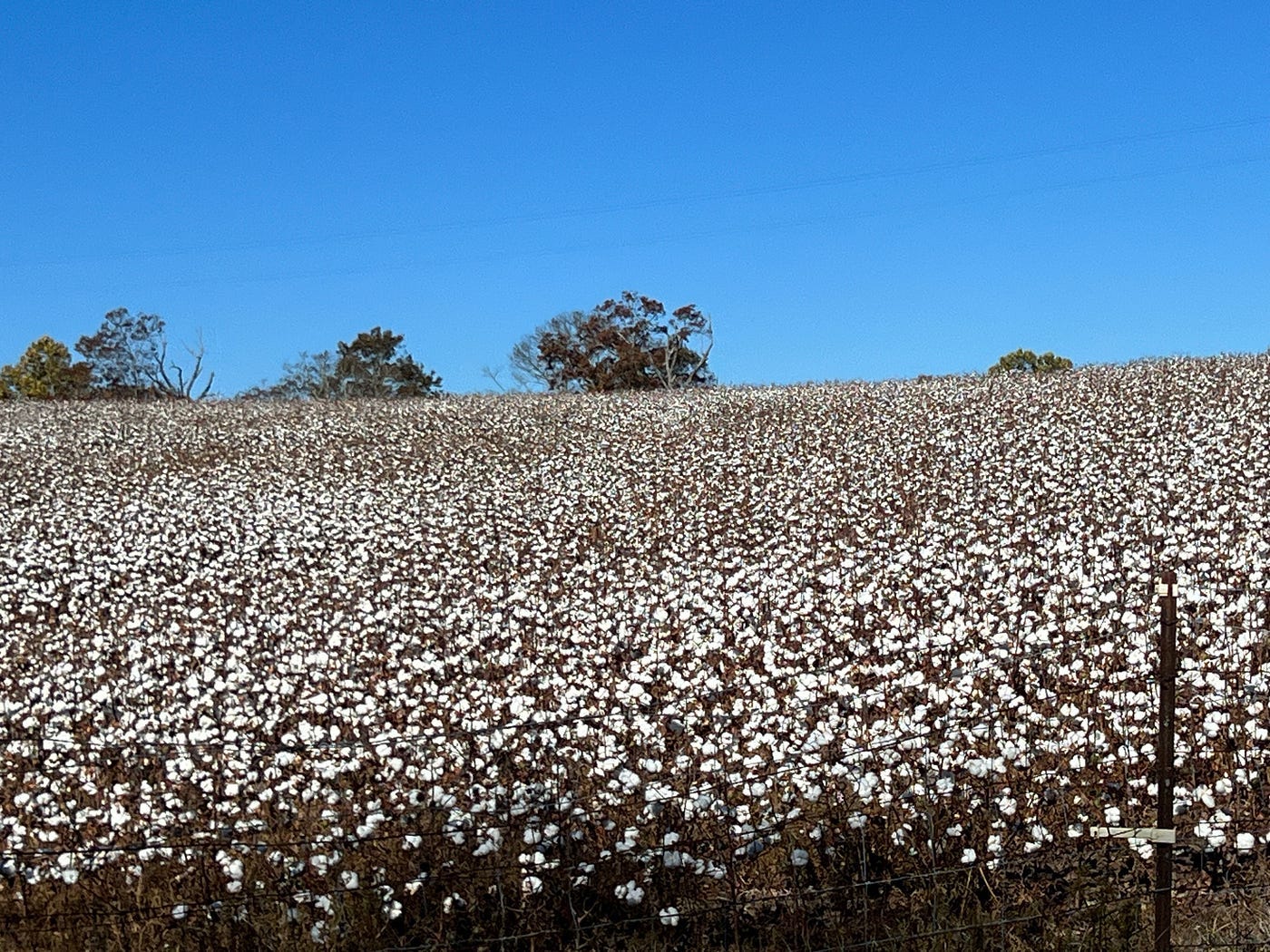 Global_cotton_industry_faces_2025_strains_as_supply_outpaces_demand