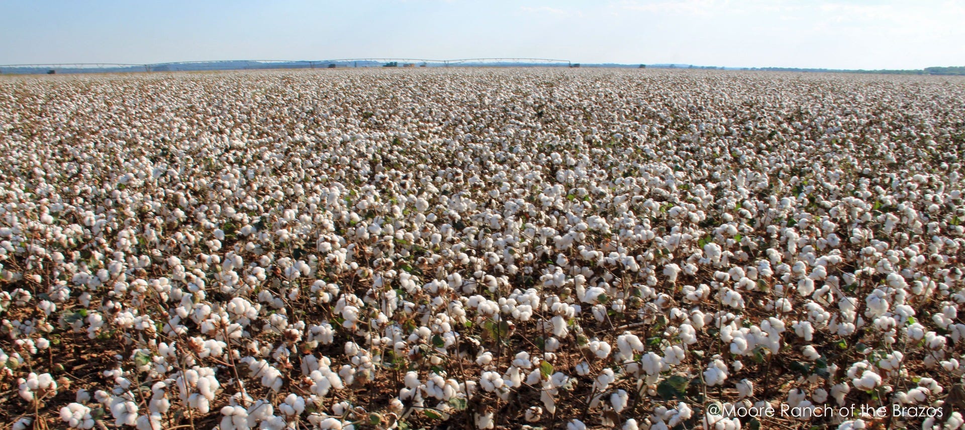 Global_cotton_production_in_2024-25_will_be_lower_by_2.6_million_bales-_USDA