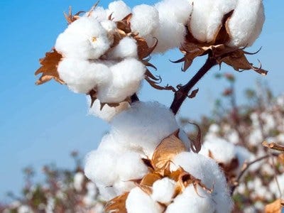 ICE_cotton_futures_rise_over_2_as_US_dollar_weakens_exports_climb