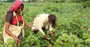 India_s_cotton_cultivation_declines_by_10-12__amid_low_yields