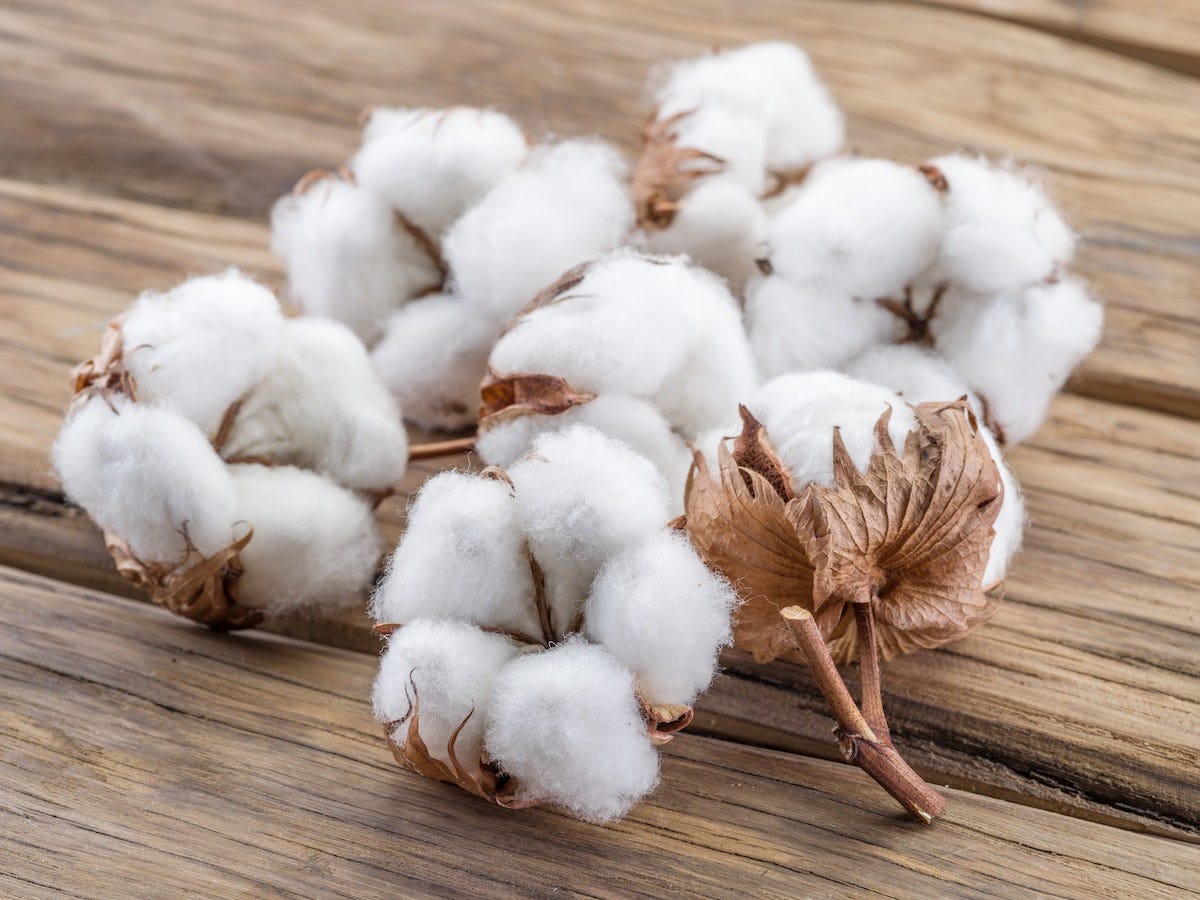 Indian_cotton_prices_rise_amidst_supply_crunch_and_global_demand