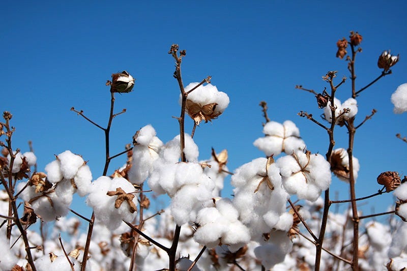 Modi_government_ensures_MSP_support_for_Telangana_cotton_farmers_amid_price_drop