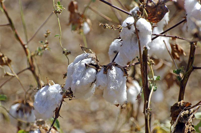 OPEC_Fund_provides_26_million_to_boost_Burkina_Faso_s_cotton_sector