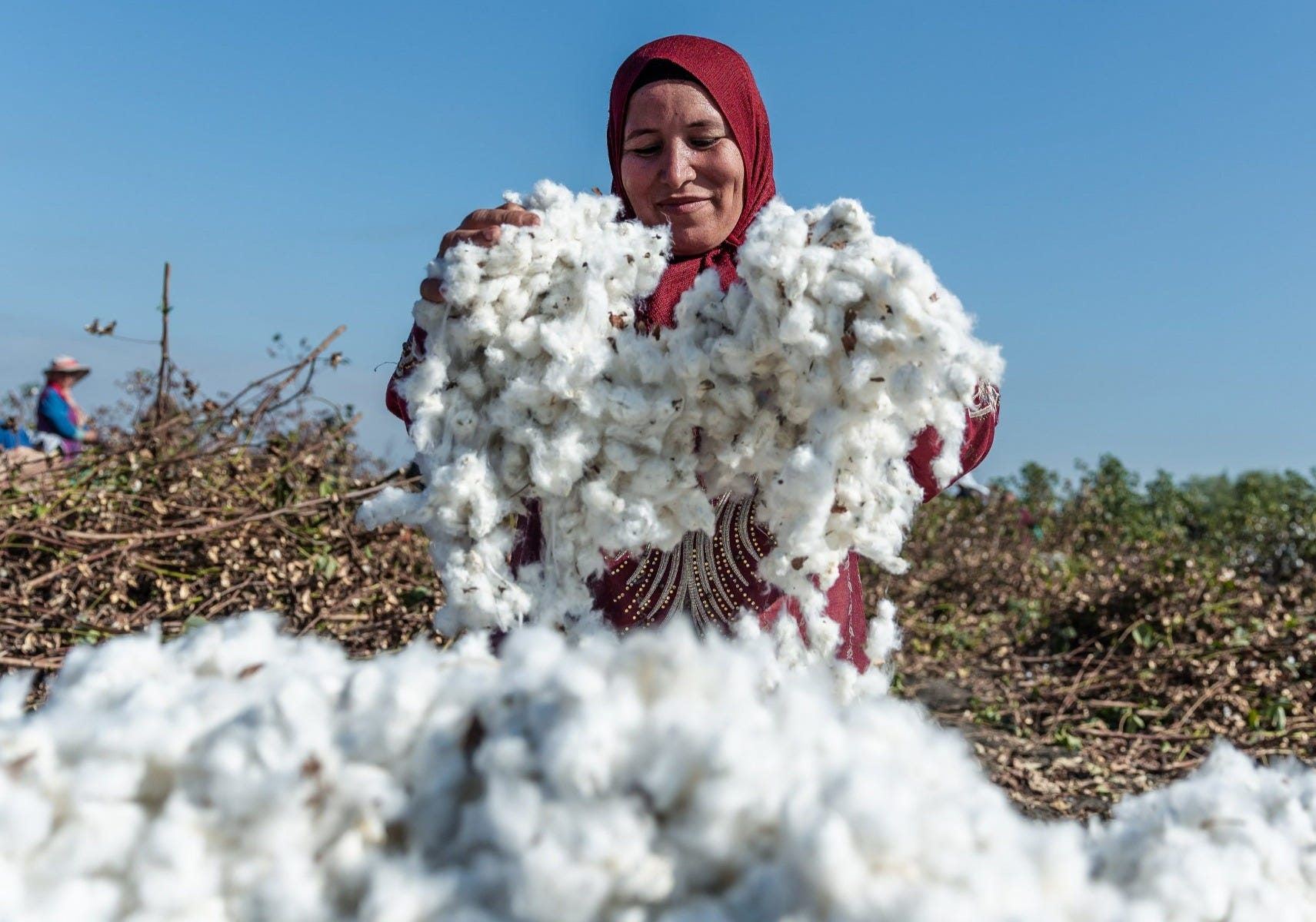 USDA_s_November_WASDE_report_shows_decline_in_cotton_production_exports